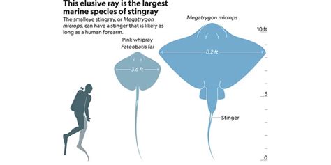 World's largest, rarest ocean stingrays spotted and tagged in ...