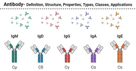 5 Types of Immunoglobulins: IgG, IgM, IgA, IgD, and IgE