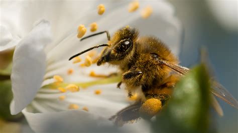 Bee Pollinating Flower Hinata | Best Flower Site