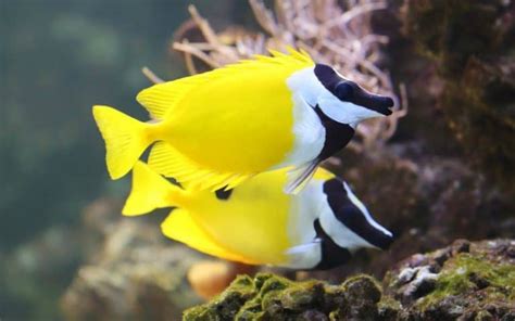 Are Foxface Rabbitfish Reef Safe? – Salt Tank Report