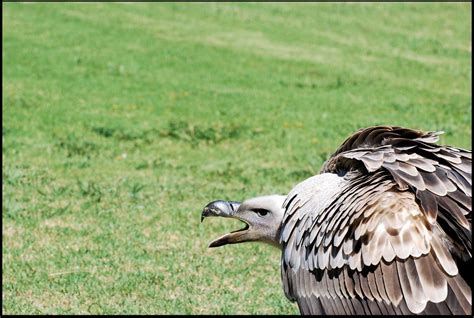 Cape Vulture | Annette Fallin | Flickr