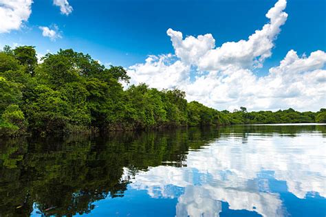 Rio Negro Brazil Stock Photos, Pictures & Royalty-Free Images - iStock