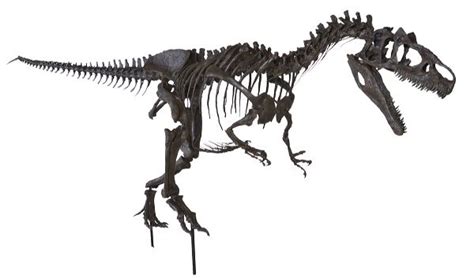 Allosaurus sp. BIG AL TWO Skeleton – Display Replica – Black Hills ...