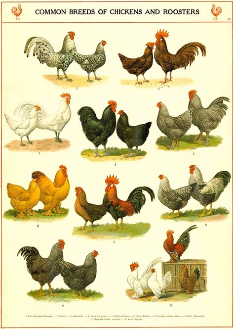 Chicken Breeds Chart Vintage Chicken Art Print Kitchen - Etsy Canada