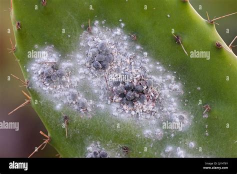 cochineal (Dactylopius coccus), groups of females on opuntia leaf ...