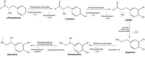 How To Use Dopamine Supplements to Hack Motivation