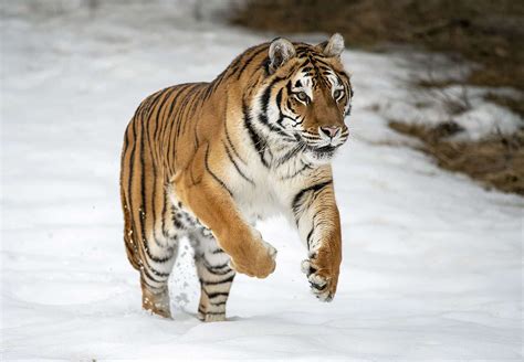 Pin by The Tarpan on Animals | Tiger facts, Tiger species, Cat species