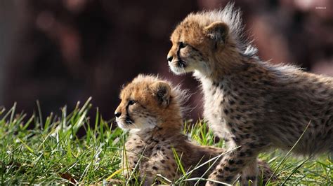 Cheetah Cubs 4K Wallpapers - Top Free Cheetah Cubs 4K Backgrounds ...