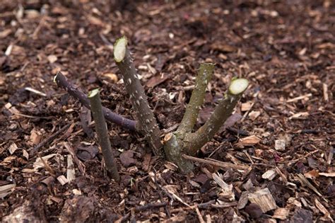 How to prune roses - BBC Gardeners' World Magazine