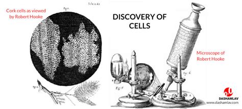 Discovery of Cells: Robert Hooke Discovered Units of Life