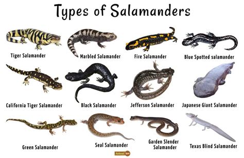 Salamander - Facts, Habitat, Life Cycle, Diet and Pictures | Salamander ...