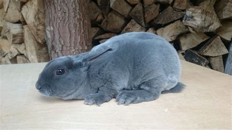 Mini Rex Rabbit: Facts, Personality, and Care, With Pictures