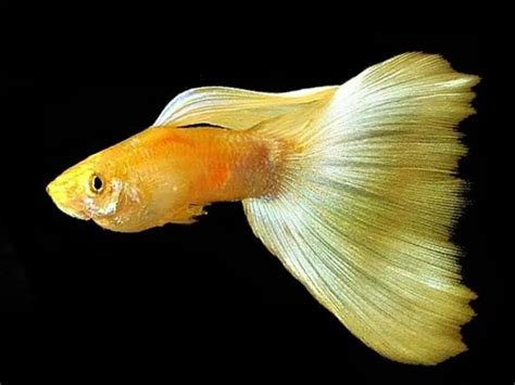 Top 10 Beautiful Guppy Fish: The "Must Have" List - HomeTanks