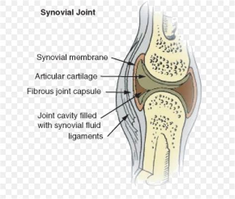 Synovial Joint Synovial Membrane Synovial Fluid Knee, PNG, 633x694px ...