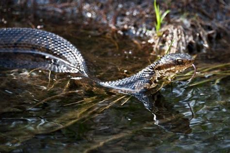 Water Snakes in Missouri (8 Species With Pictures) - Wildlife Informer