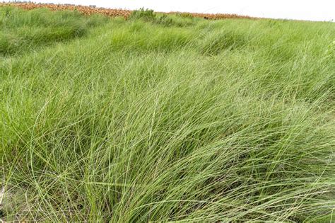 Premium Photo | A beautiful green kans grass kash phool in Bengali ...