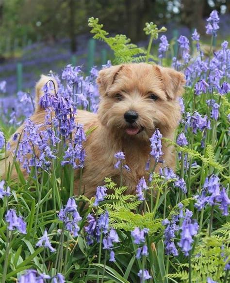 Norfolk terrier | Norfolk terrier, Terrier dogs, Norwich terrier