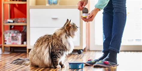 Best Cat Food for Indoor Cats: 15 Recommendations | Get Pet