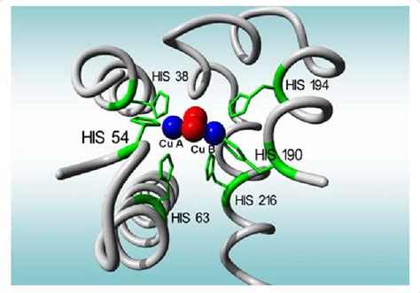 Active sites of tyrosinase. | Download Scientific Diagram