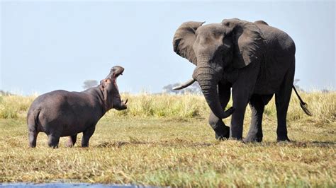 Epic Battle Elephant vs Hippo Attack Hippo Elephant Amazing Battle ...