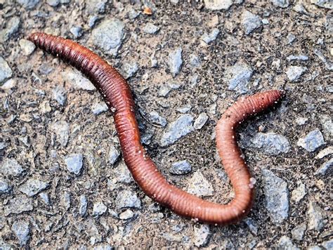 Worm and Movement: The Wiggle Holds Brain Clues? | Nature World News