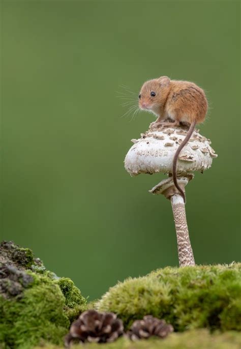 Delightful Photos of Acrobatic Harvest Mice Balancing on Plant Stems ...