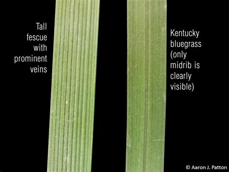 Purdue Turf Tips: Weed of the month for March 2015 is Tall Fescue