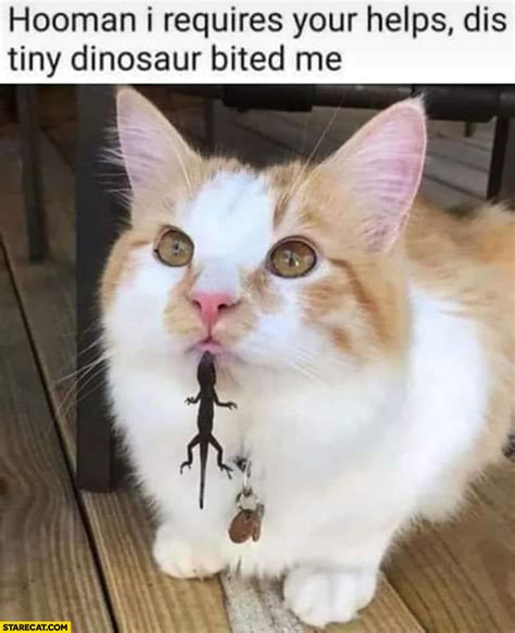 Cat human I require your help this diny dinosaur bit me | StareCat.com