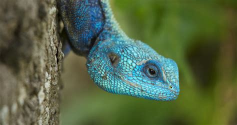 Southern Tree Agama - Reptiles - South Africa