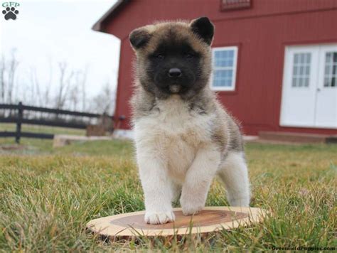 Akita Mix Puppies For Sale | Greenfield Puppies