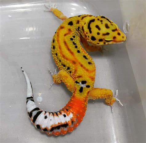 Leopard Gecko Morphs [the Ultimate Guide] - Reptile.Guide