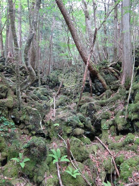 Aokigahara Forest - Aokigahara - The Haunted Forest