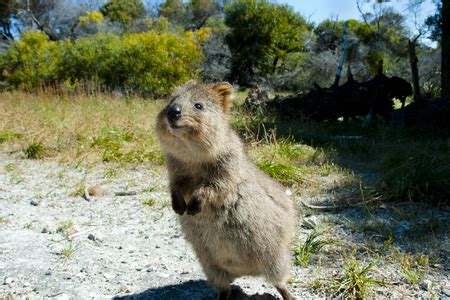 Quokka - Rottnest Island - Australiaの写真素材 [40088551566] - イメージマート