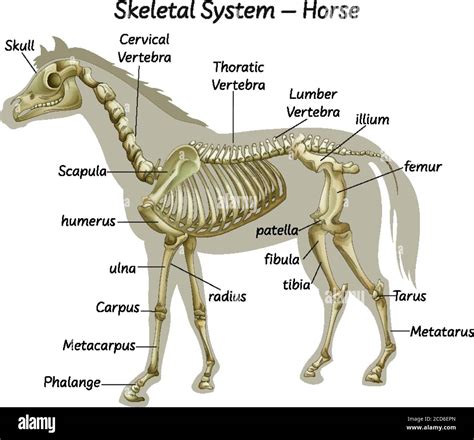 Science horse skeletal system illustration Stock Vector Image & Art - Alamy