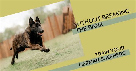 How Much Does German Shepherd Training Cost?