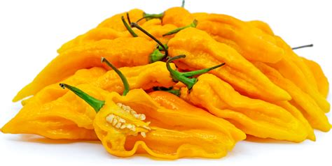 Yellow Ghost Chile Pepper Information and Facts