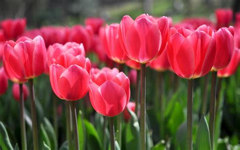 Hình nền hoa Tulip tuyệt đẹp