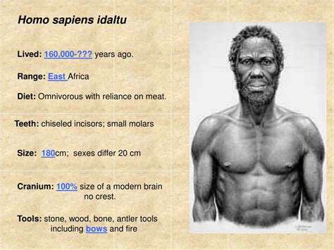 Ppt The Ancestors Of Homo Sapiens Sapiens Part 2 Powerpoint | Images ...