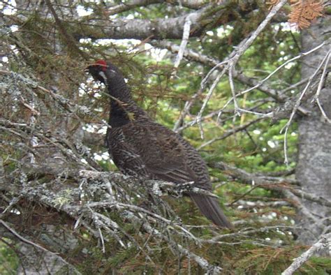 Ruffed Grouse | Maine: An Encyclopedia