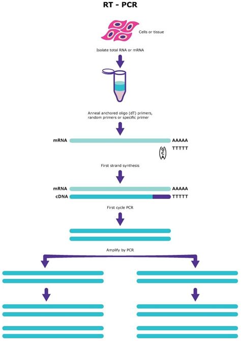 PCR的应用_热启动PCR_逆转录酶 PCR-默克生命科学