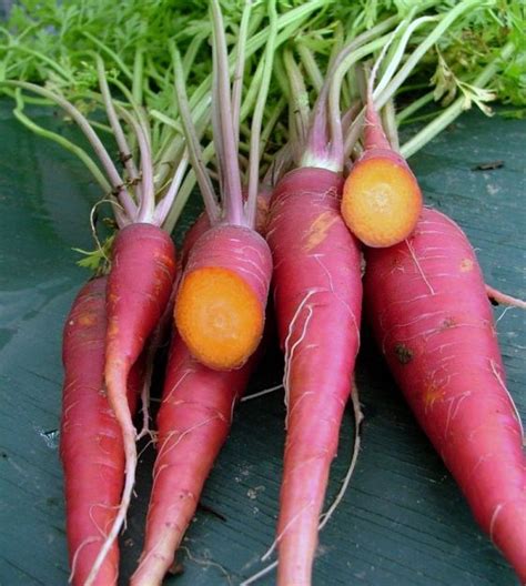 Purple Dragon Carrot | John Scheepers Kitchen Garden Seeds