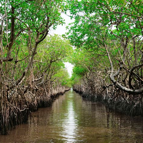 Everglade City Mangroves Wall Art | Photography