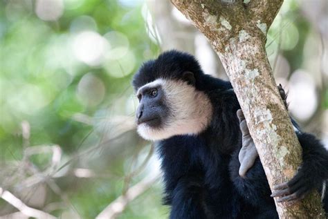 Colobus Monkey | African wildlife, Wildlife conservation, Wildlife ...