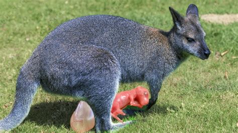 How Wallaby Giving Birth To Cute Baby ? - YouTube