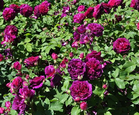 GardenZeus Recommendations for Shrub Rose Varieties in California Zone 13