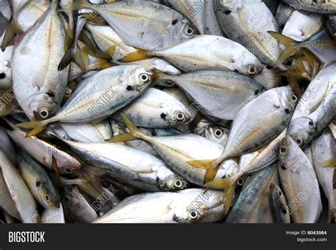 Yellow Fin Fish Image & Photo (Free Trial) | Bigstock