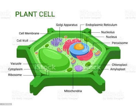 Vector Infographic Of The Plant Cell Anatomy Structure Nucleus ...