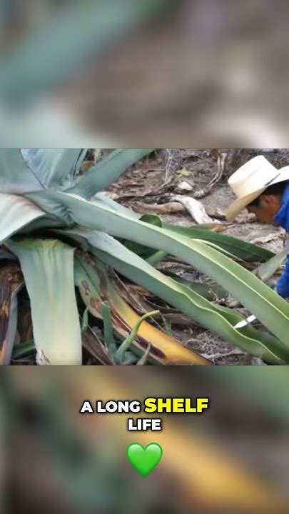 The Art of Pulque: Exploring the Traditional Fermentation Process - YouTube