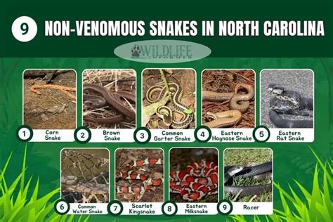 9 Non-Venomous Snakes in North Carolina - Wildlife Informer