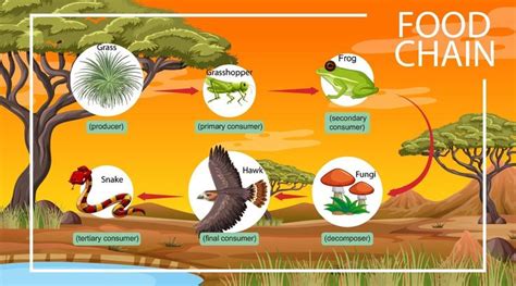 Download Food chain diagram concept on forest background for free